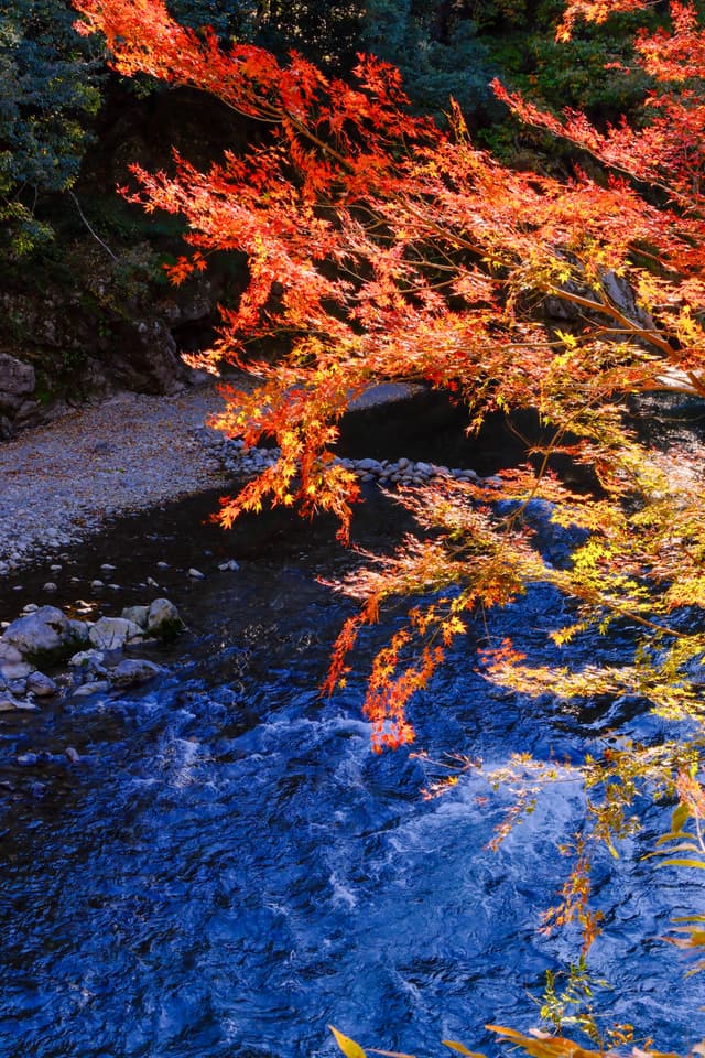 Japanese maple of Mitake Gorge