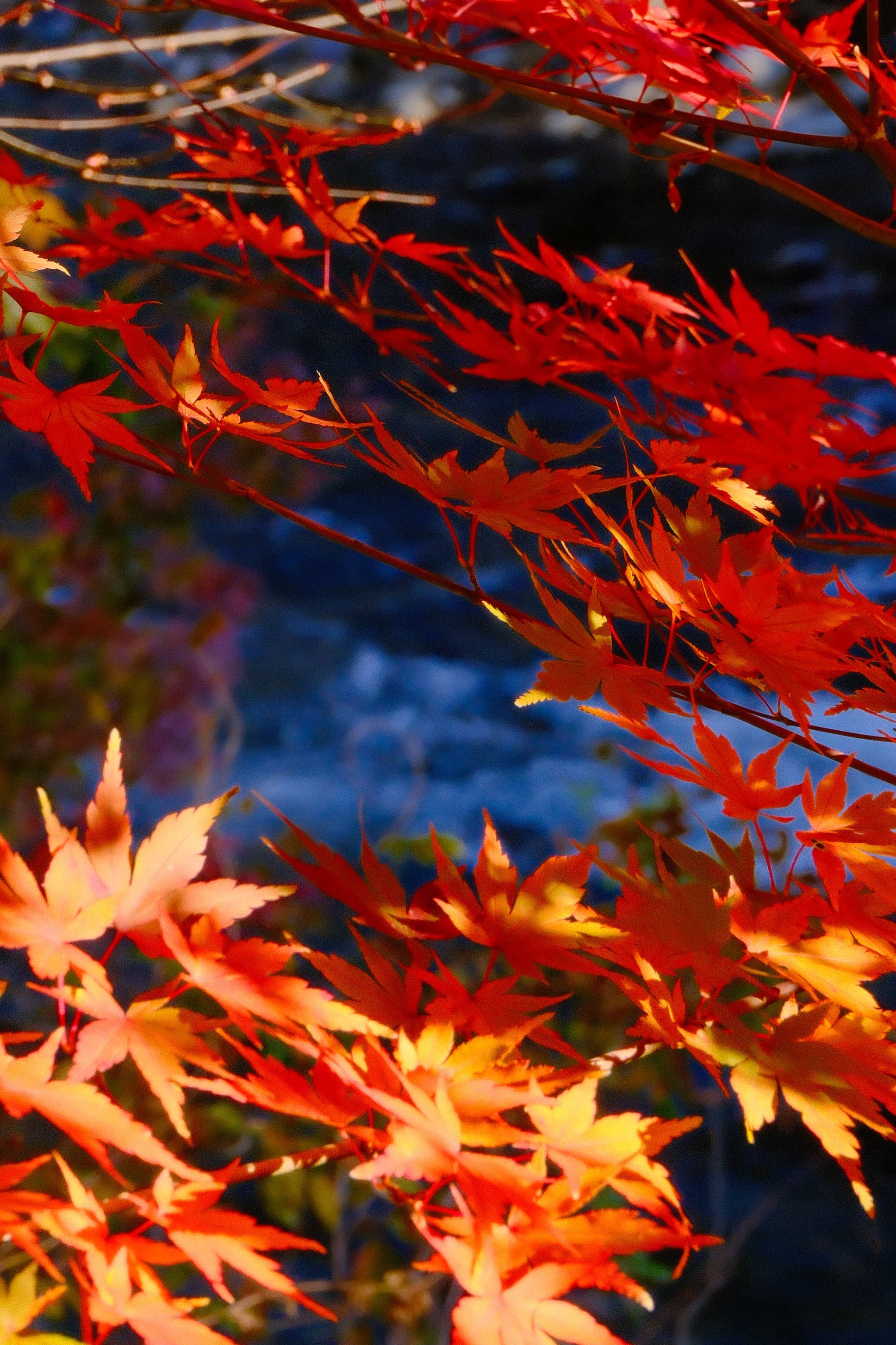 Japanese maple